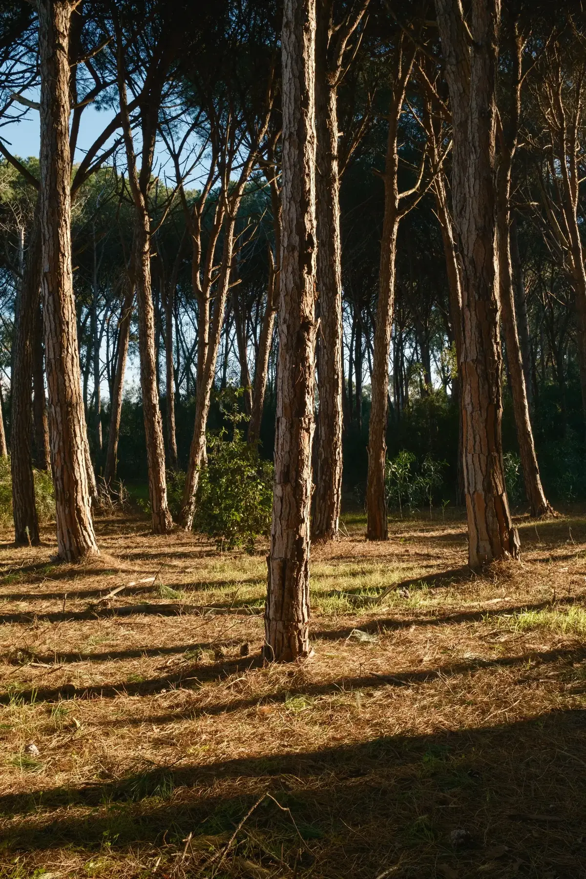 Riviera dei Tramonti – pineta sul mare