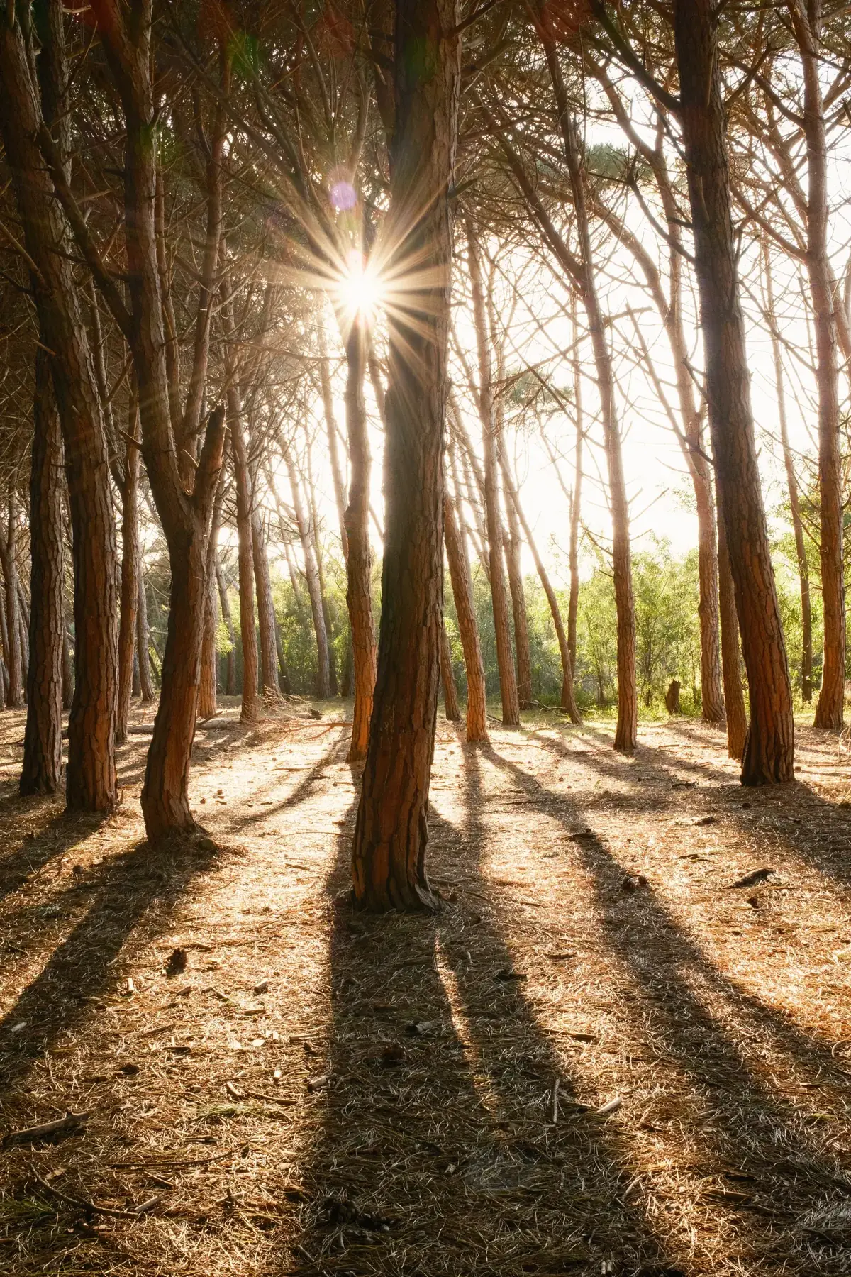 Riviera dei Tramonti – natura della location